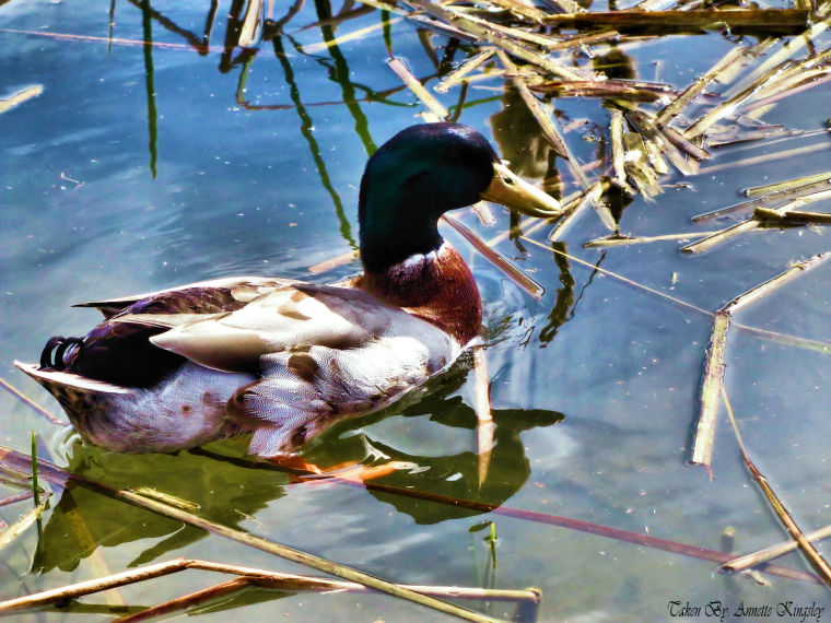 Duck in reeds